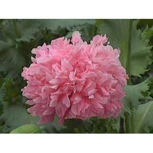  Poppy Bombast Rose Peony  25 Seeds Patio, Lawn & Garden