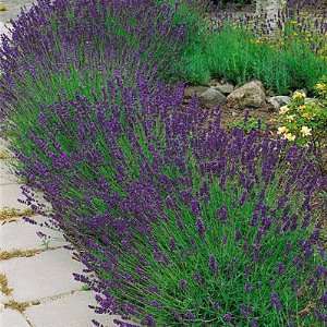  Lavender Hidcote