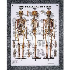  Nasco Skeletal System Chart   Model SB06144U   Each 