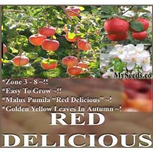  1,000 Malus pumila Red Delicious Apple Red Delicious Tree 