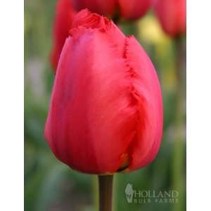  Crystal Beauty Fringed Tulip   10 bulbs Patio, Lawn 