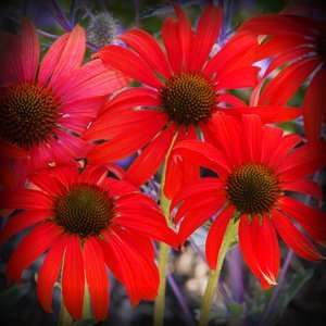  Tomato Soup Coneflower Seed Pack Patio, Lawn & Garden