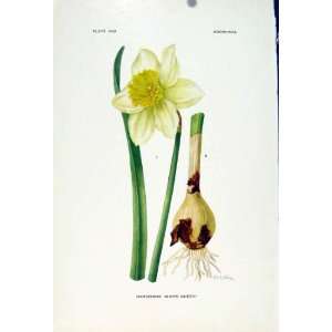  Whtie Queen Narcissus Flower Plant Color Old Print 1929 