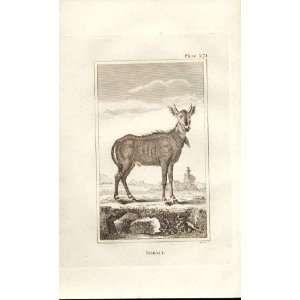  Nilgaut 1812 Buffon Natural History Pl 271