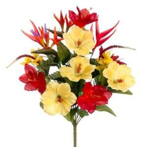   Of Paradise Flower Bush  Yellow/Flame (case of 12)
