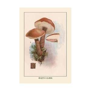 Boletus Scaber 20x30 poster 