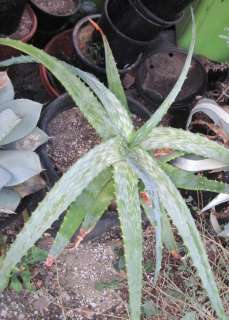 Aloe dumetorum Spreading Deltoid Succulent Leaves  