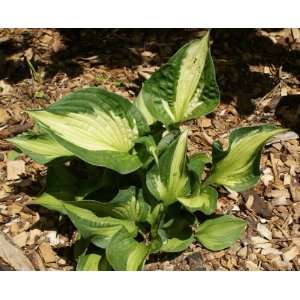  Whirlwind Hosta Patio, Lawn & Garden