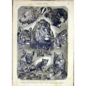  Carnivorous Animals Lentemann Sketch French Print 1868 