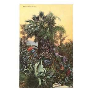 Flora of the Riviera, France Premium Poster Print, 8x12  