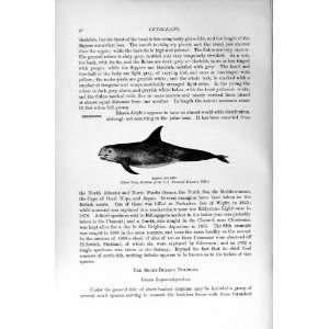   RISSO DOLPHIN NATURAL HISTORY 1894 95 CETACEANS PRINT