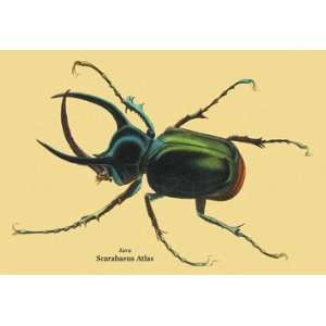  Beetle Scarabaeus Atlas of Java #2 20x30 poster