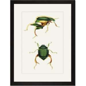  Black Framed/Matted Print 17x23, Beetles Scarabaeus 