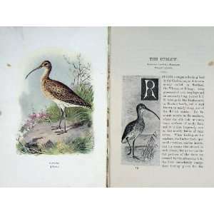  1901 Swaysland Wild Birds Curlew Whaup Whaap Thorburn 