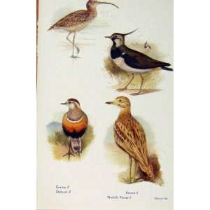  British Birds By W Foster Curlew Dotterel Peewit Plover 