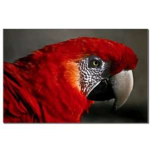  Mini Poster Print Scarlet Macaw   Bird 