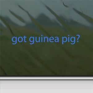  Got Guinea Pig? Blue Decal Cavy 4 H Hamster Gerbil Blue 
