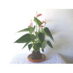 Pink Anthurium Small Talk Lava Plant  Grocery & Gourmet 