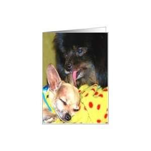 funny chihuahua dog girl birthday Card Health & Personal 