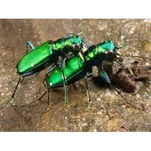  Six Spotted Green Tiger Beetle, Cincindela Formosa, in 