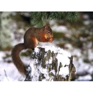  Red Squirrel, Sat on Stump in Snow Feeding, UK Giclee 