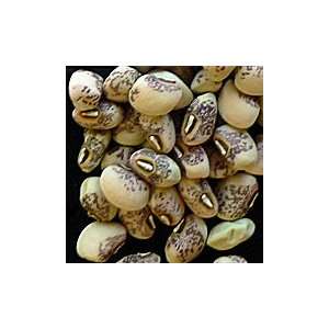 Mayo Colima Cowpea Seeds 