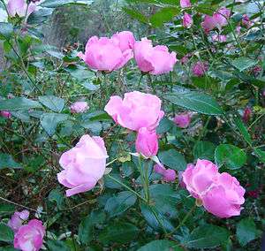 PINK SHRUB ROSE   LA MARNE   FAST GROWER REPEAT FLOWERING   LIVE PLANT 