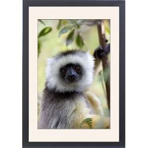  Framed Prints of Diademed sifaka from Science Photo 