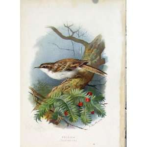  C1883 Thorburn Wild Birds The Creeper Color Fine Art
