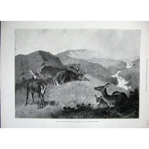  1896 Archibald Thorburn Hunting Deer Stag Fine Art