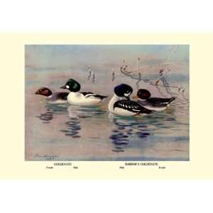  Golden Eye and Barrows Golden Eye Ducks 20x30 poster 