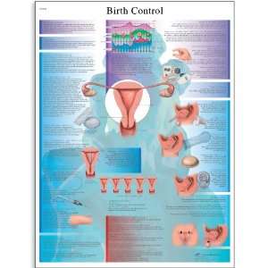 3B Scientific VR2591UU Glossy Paper Contraception Anatomical (Birth 