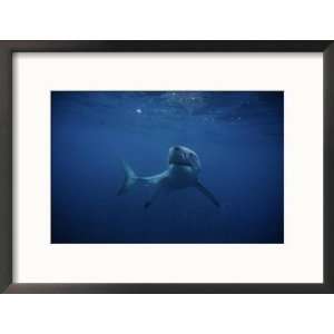 Great White Shark, Swimming, South Australia Framed Photographic 