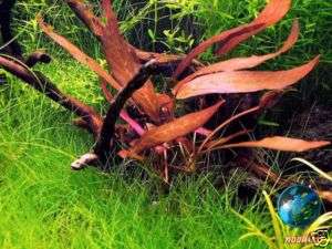 BARCLAYA fern moss java fish tank live aquarium plant  