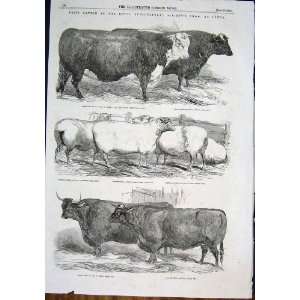  Cattle Royal Agricultural Show Lewes Bull Sheep 1852