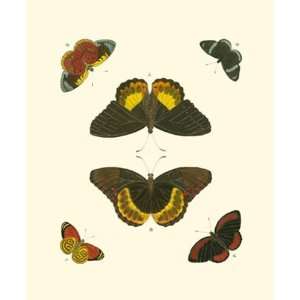  Cramer Butterfly Study I by Pieter Cramer 7x9