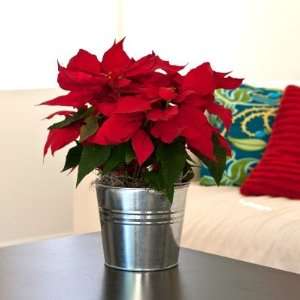  Large Red Poinsettia in Silver Tone Bucket  Beautiful 