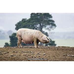  Domestic sow (Sus scrofa domesticus) Framed Prints