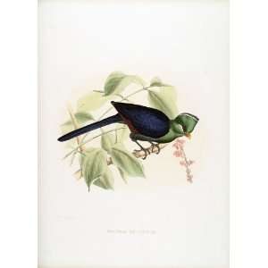  Hermann Schlegel, the Turacos 07 Musophaga Macrohyncha 