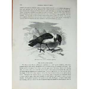  CassellS Birds C1870 Scapulated Raven Vulture Nature 