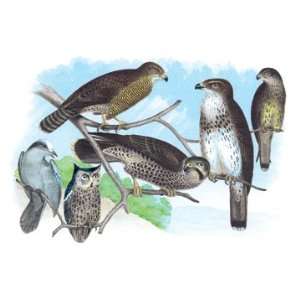  Owls, Buzzards, and Peregrine Falcon 28X42 Canvas