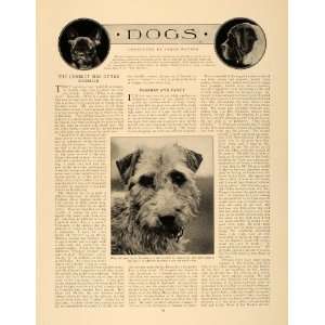  1913 Article Airedale Mini Poodle Russian Wolfhound Dog 