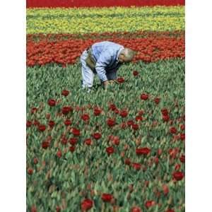  Man Working in Tulip Fields, Near Keukenhof, Holland 