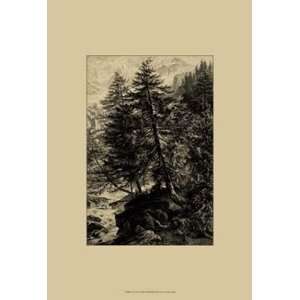 Larch Tree   Poster by Ernst Heyn (13x19)