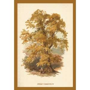  Sweet Chestnut 20x30 Poster Paper