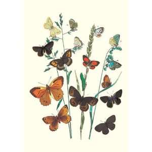  Butterflies L. Roboris P. Orion et al. 12x18 Giclee on 