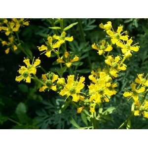  50 YELLOW RUE (Herb of Grace / Common Rue) Ruta Graveolens 