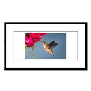    Small Framed Print Female Rufous Hummingbird 