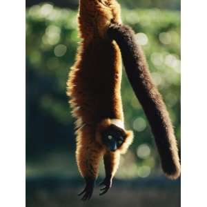  A Captive Red Ruffed Lemur Hangs from a Tree Premium 