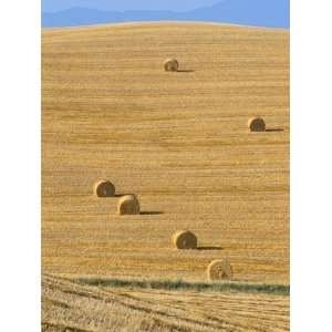 Hay Bales, Val DOrcia, Siena Province, Tuscany, Italy, Europe 